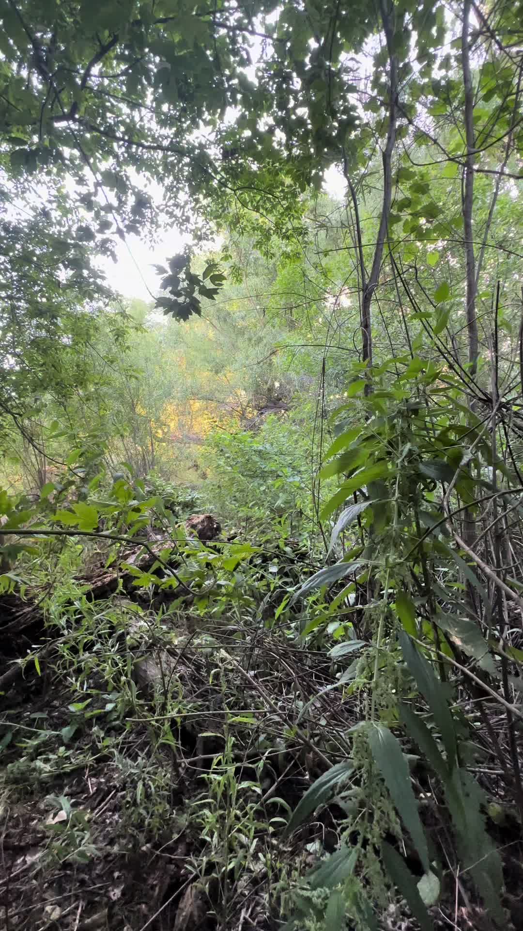@🌲