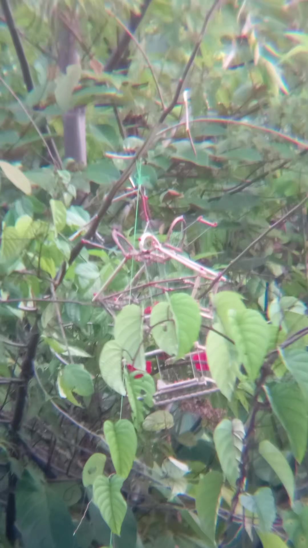 @Srindit kaltara 🦜