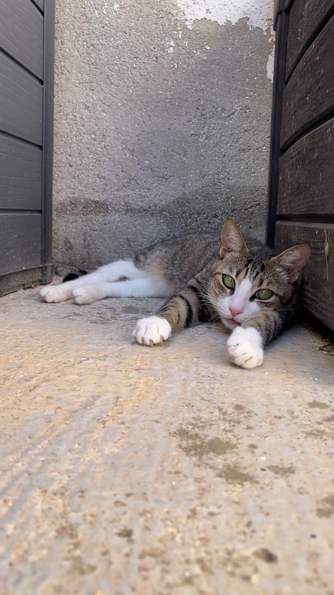 @Gatitos Gatetes