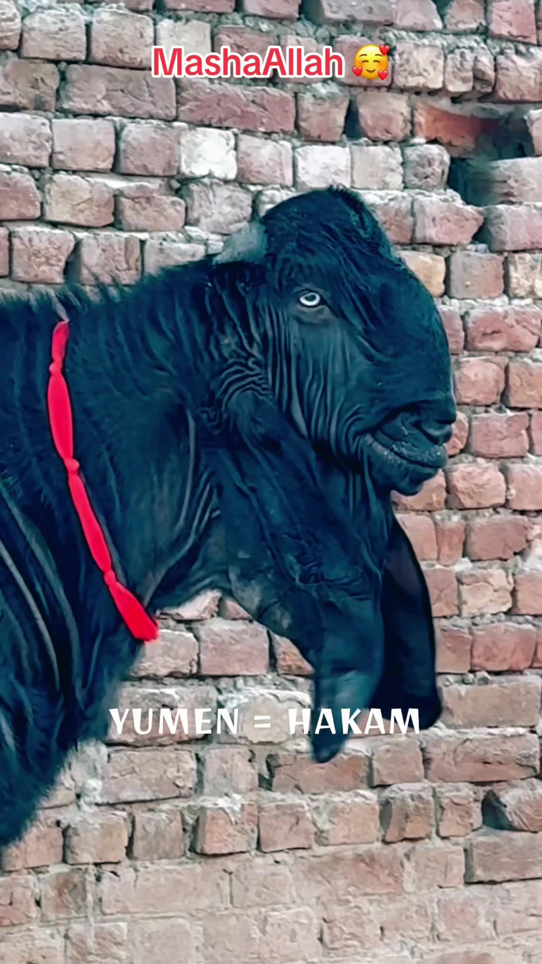 @Chohan Goat Farm Sialkot
