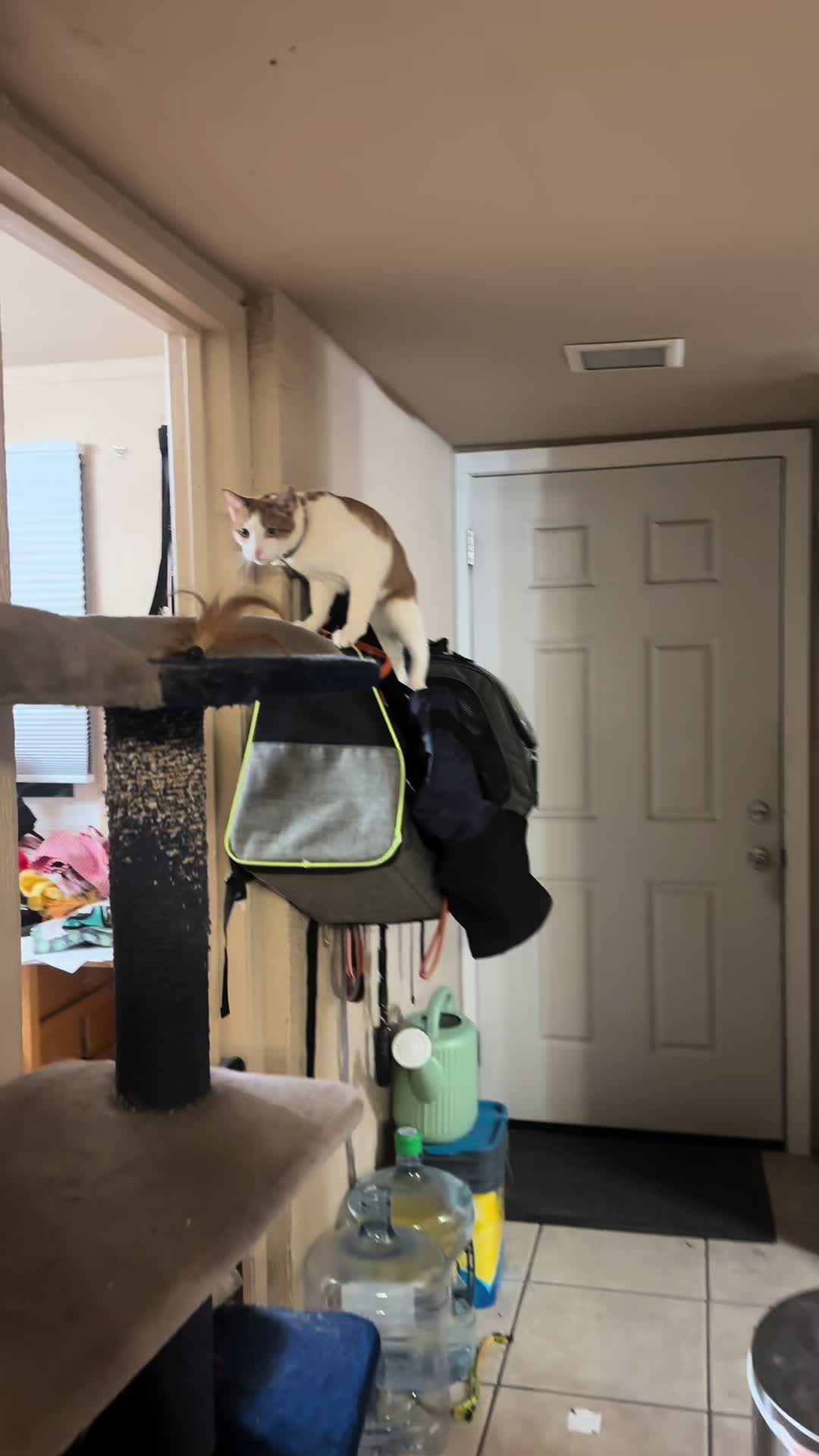 @Therapy Cat Roger & Family