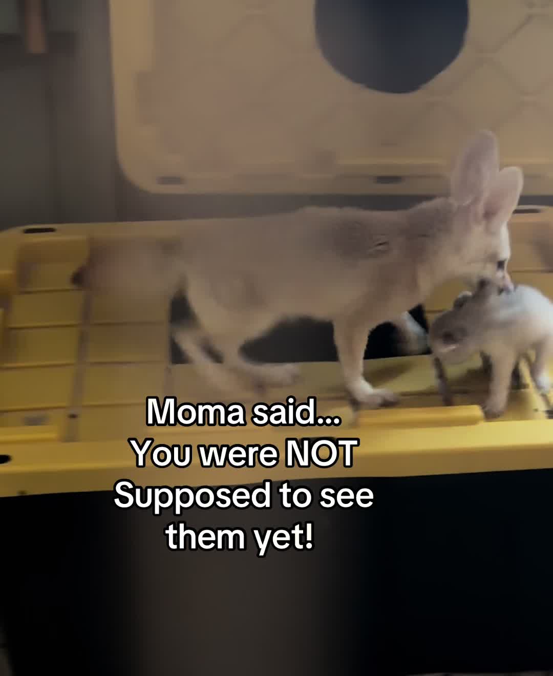 @Full House Exotics