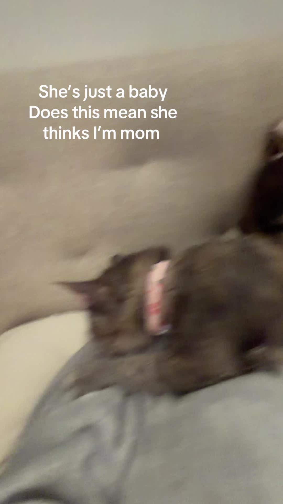@jazyjaz2.0