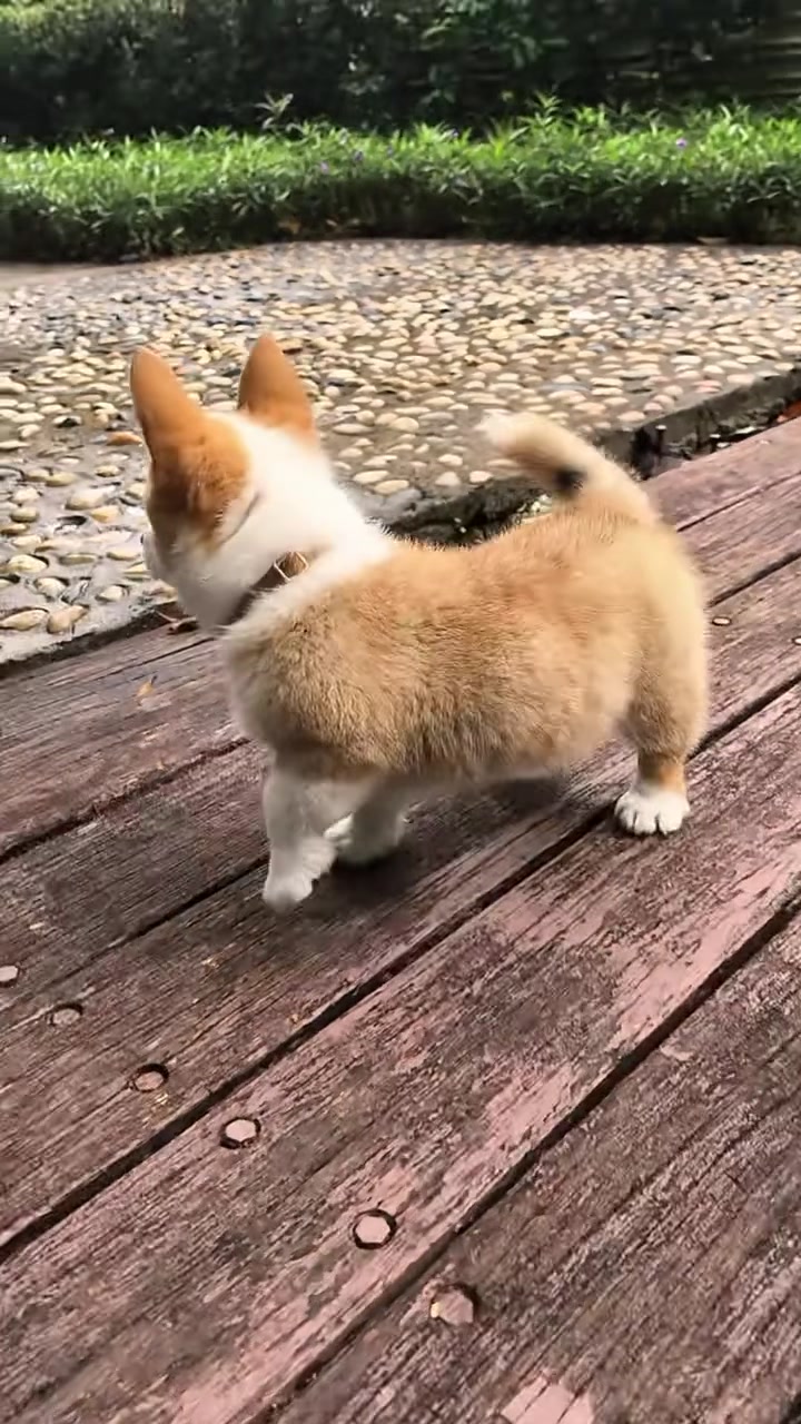 @MeowWoofMoments