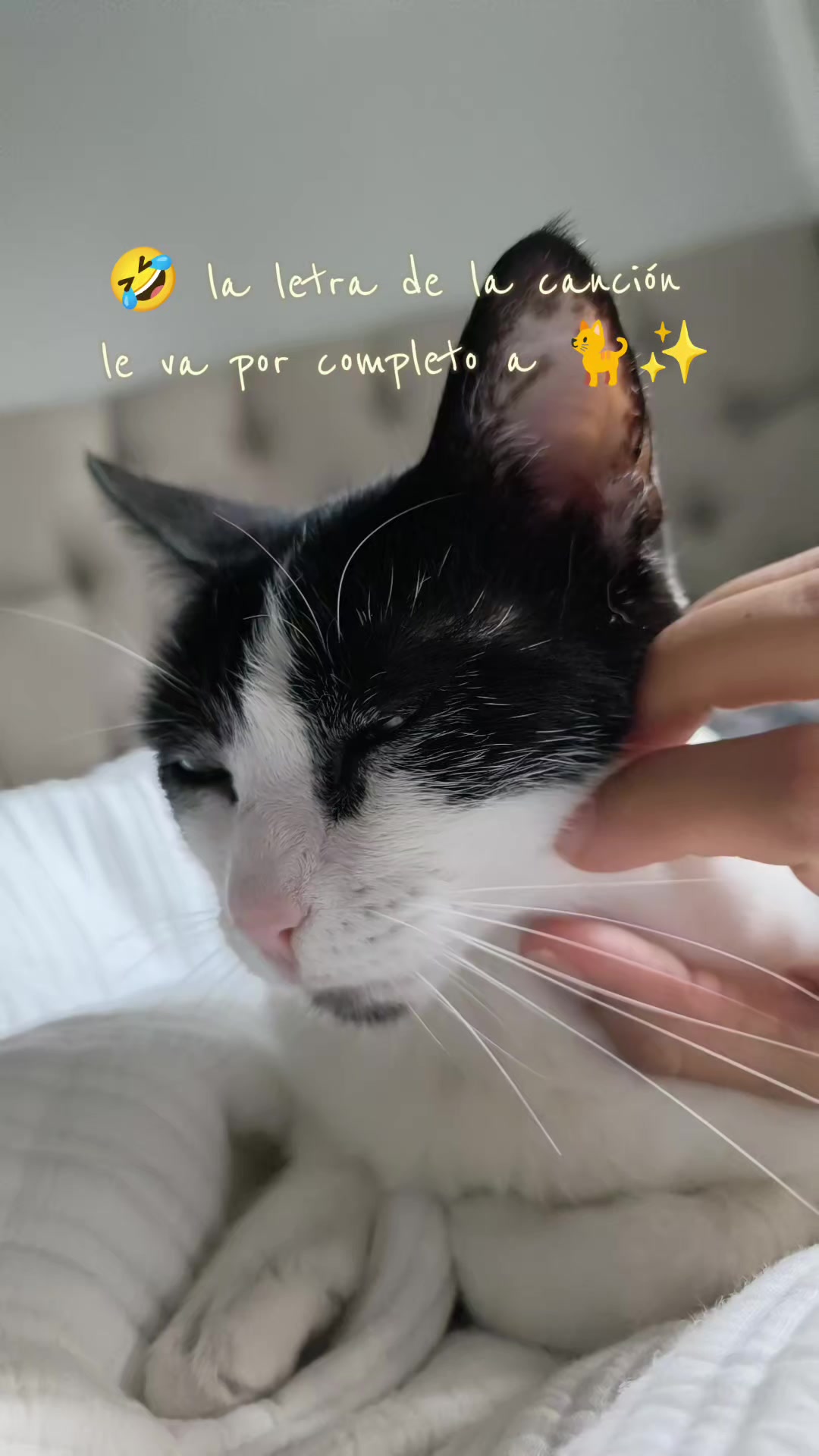 @Kiry Hols 🐈
