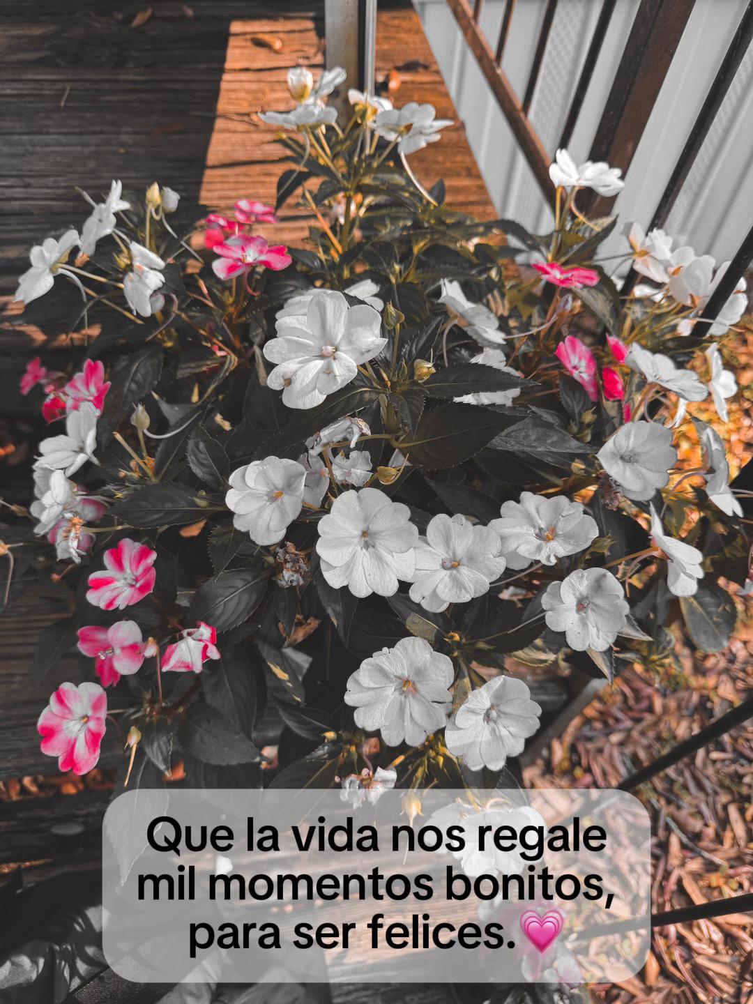 @🌺𝓕𝓵𝓸𝓻𝔂🧚&zwj;♀️🐇