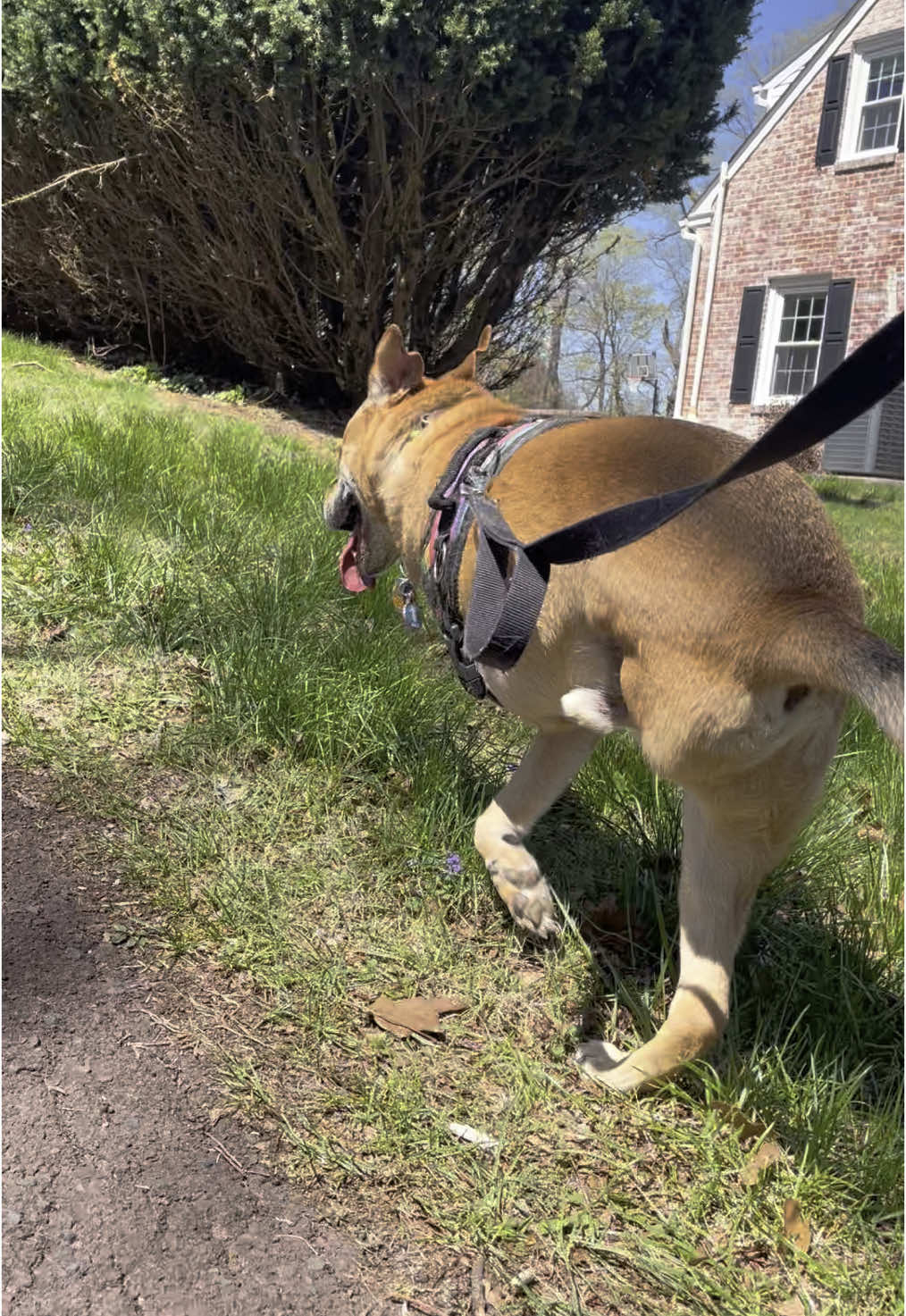 @2legdogs