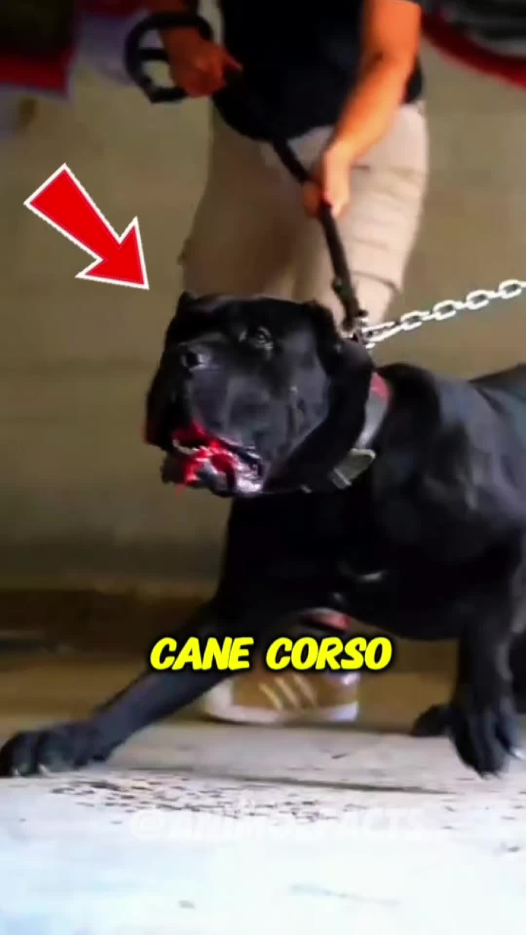 @animolfacts