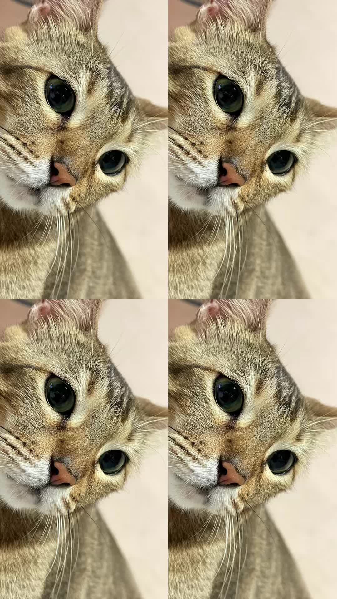 @Muhammad Shauqi