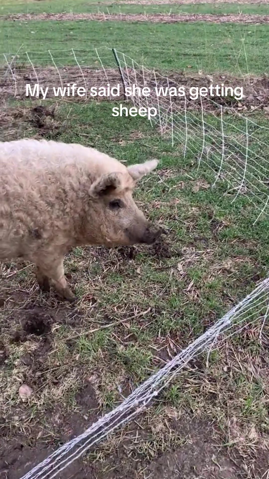 @Sweet Briar Farmer