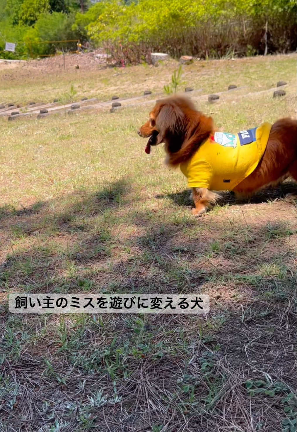 @しばいぬ