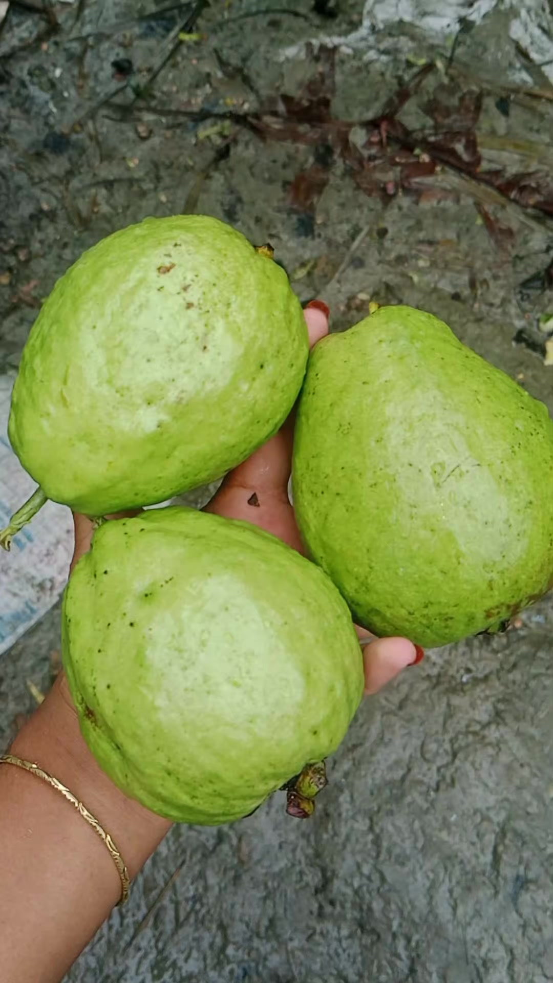 @✈️🍁প্রবাসীর★মহারানী🍁✈️