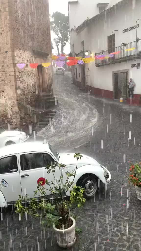 @El L&iacute;der De Los Escarabajos 👑