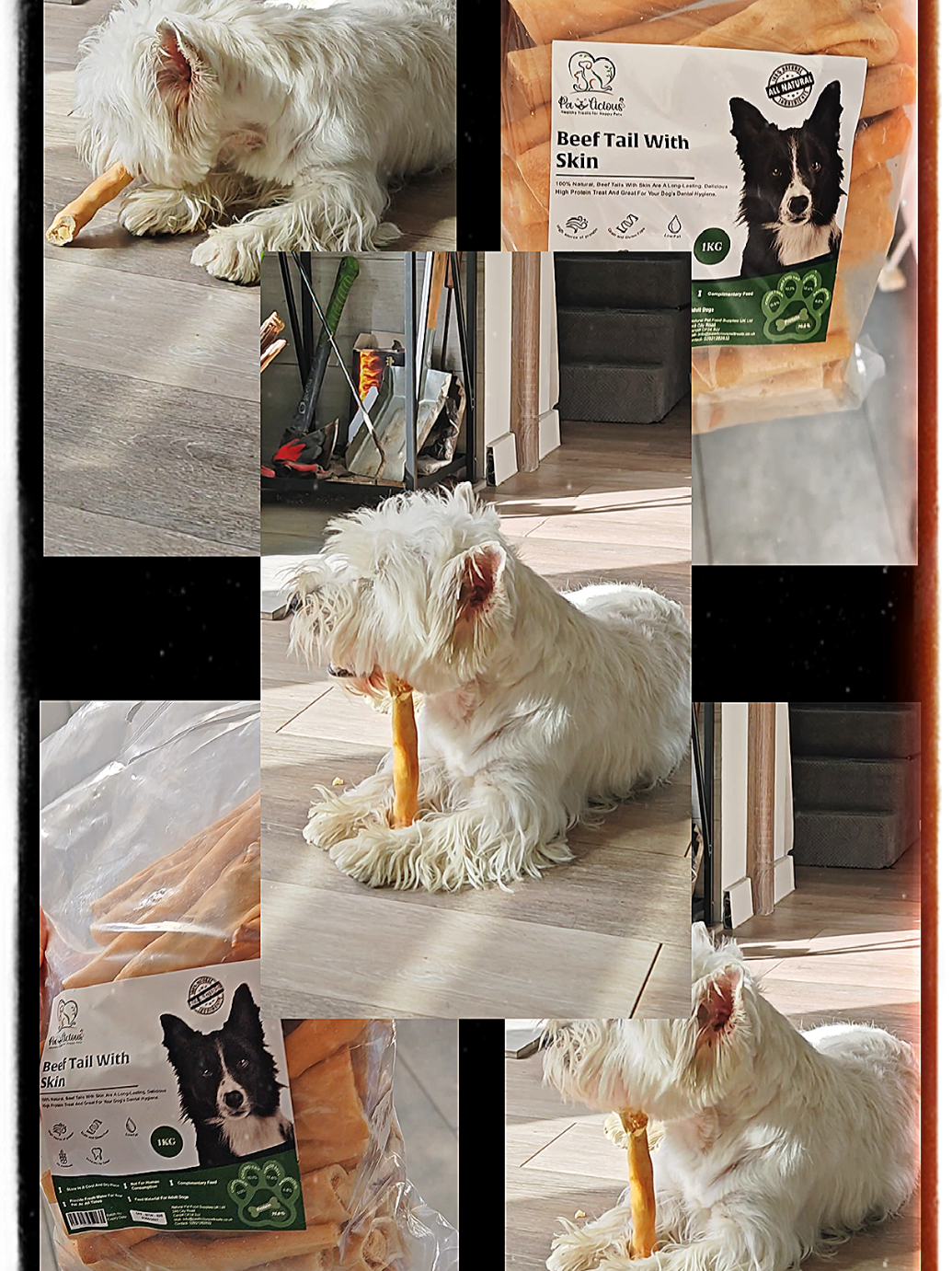 @Sugardoggy & Friends 2