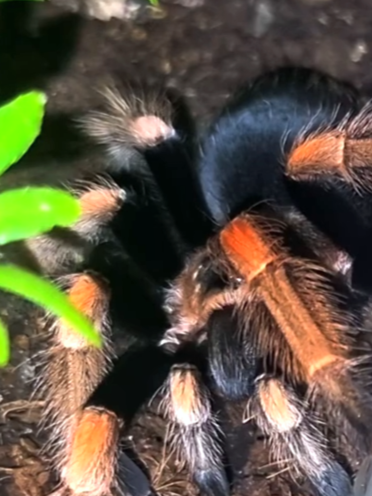 @robs BIG SPIDERS!!!