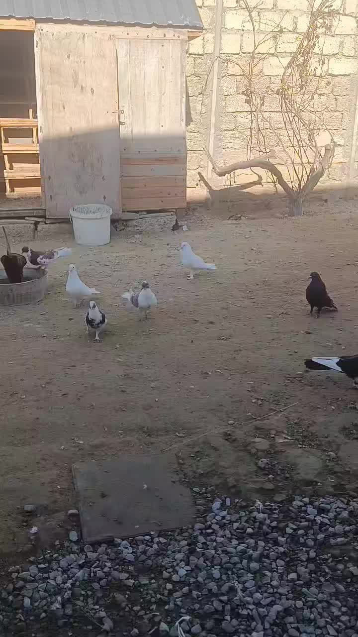 @pirsağı