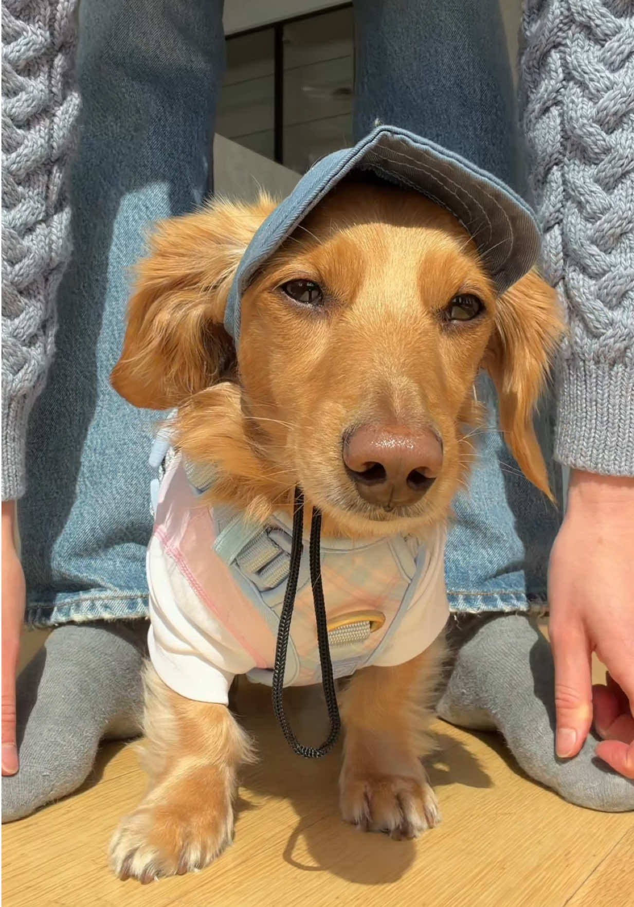 @cashewdachshund