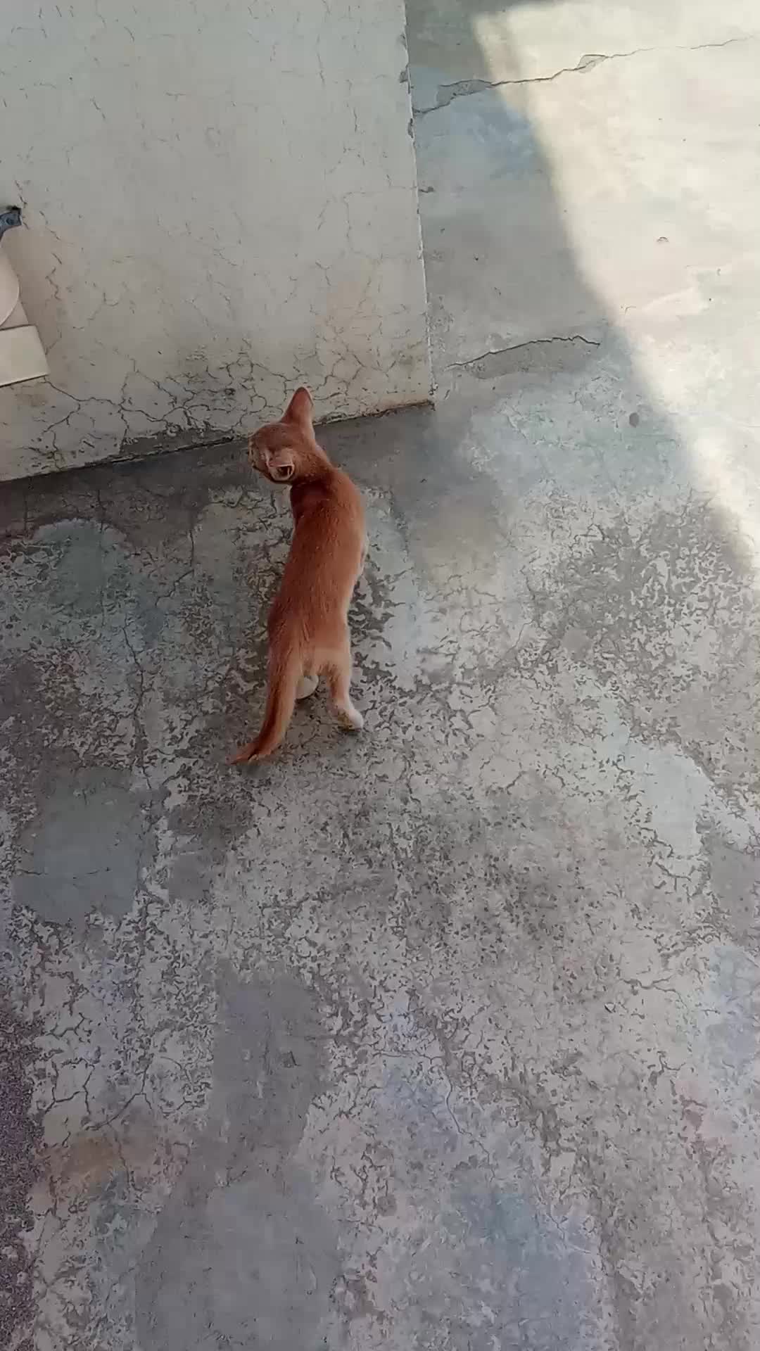 @cutecatlover8172