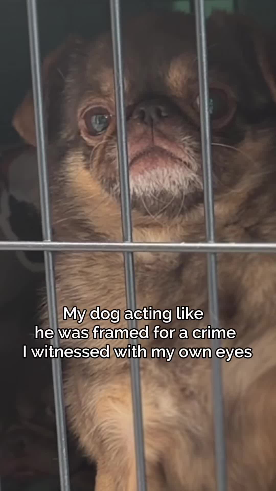 @ChilliThePug