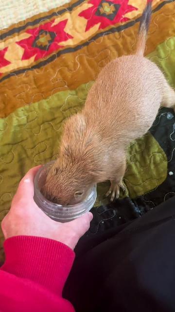 @Sarahsquirrels43🐿️