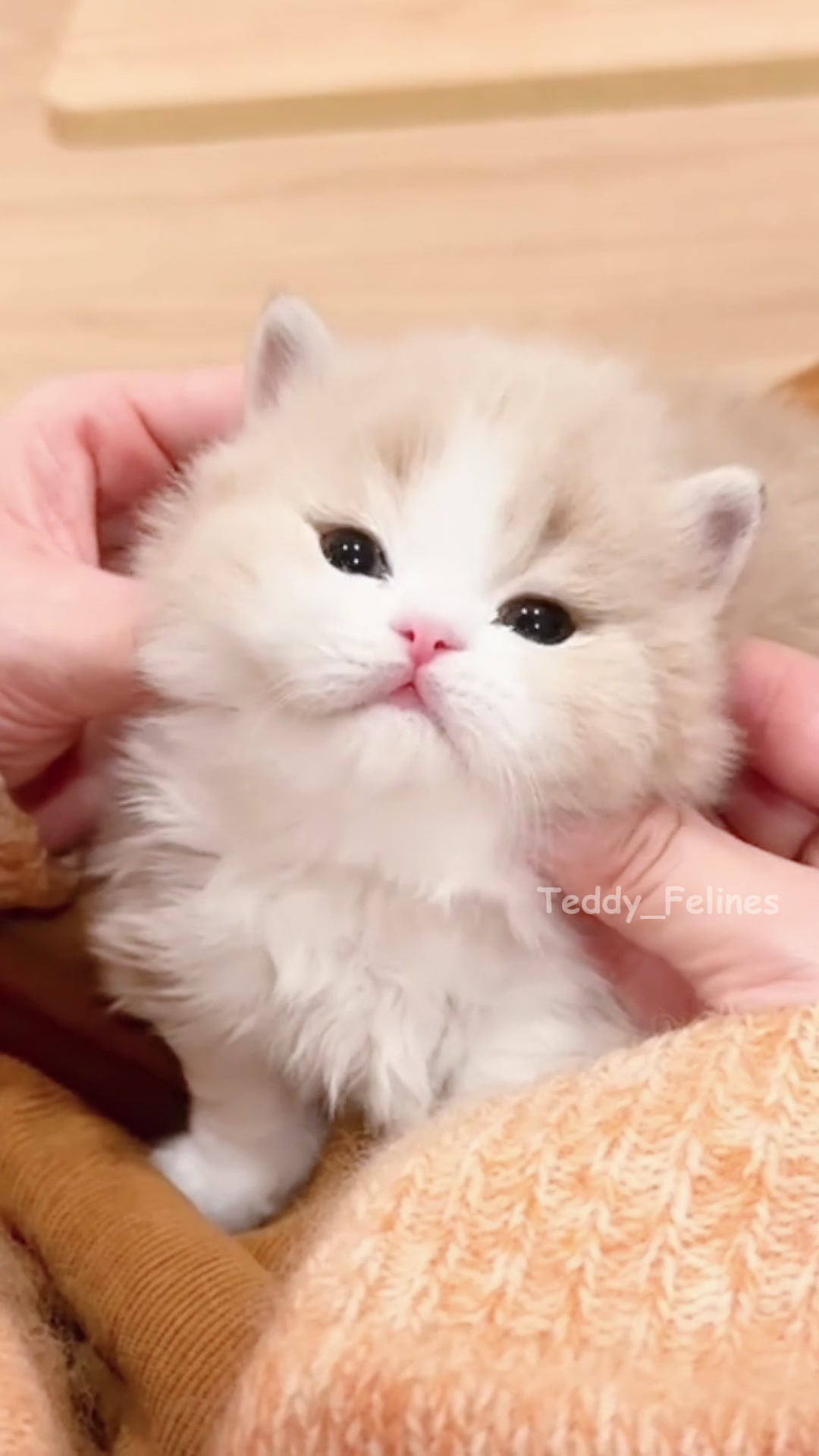 @Teddy_Felines 🧸🐾