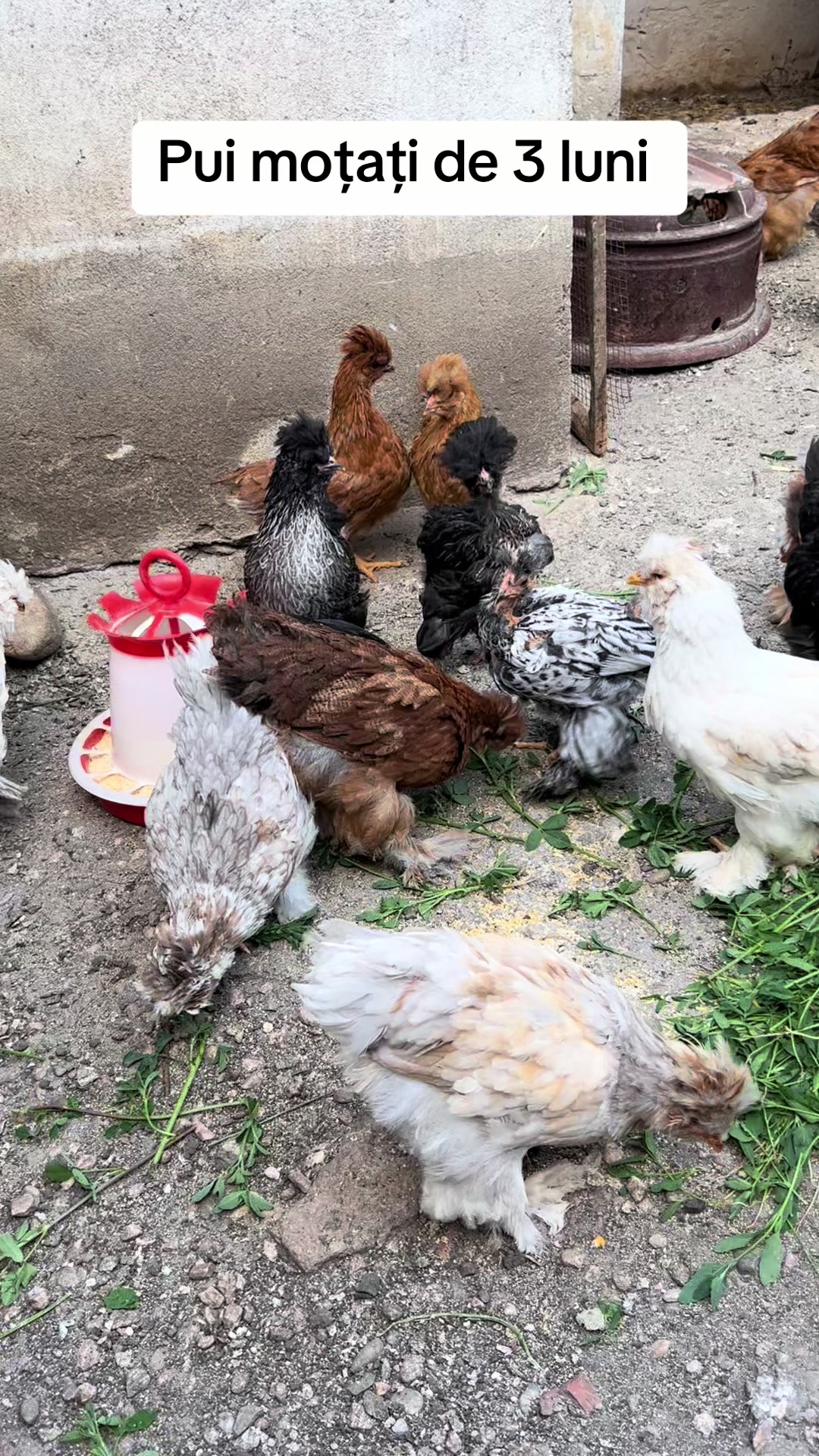@Găini Moțate Românești