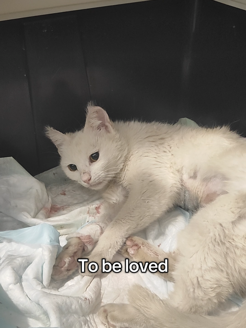 @Fluffy and Pixie