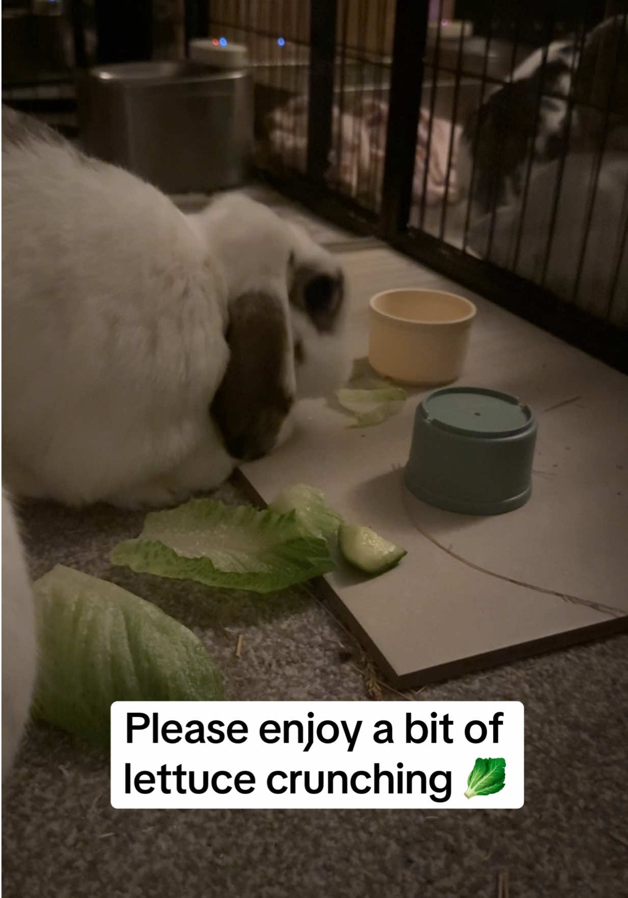 @Bun, two, three, four