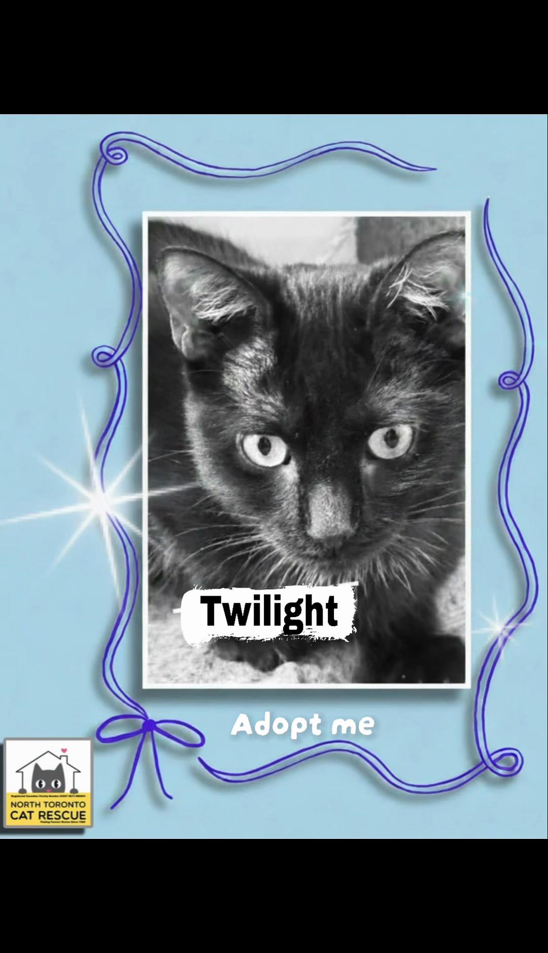@North Toronto Cat Rescue