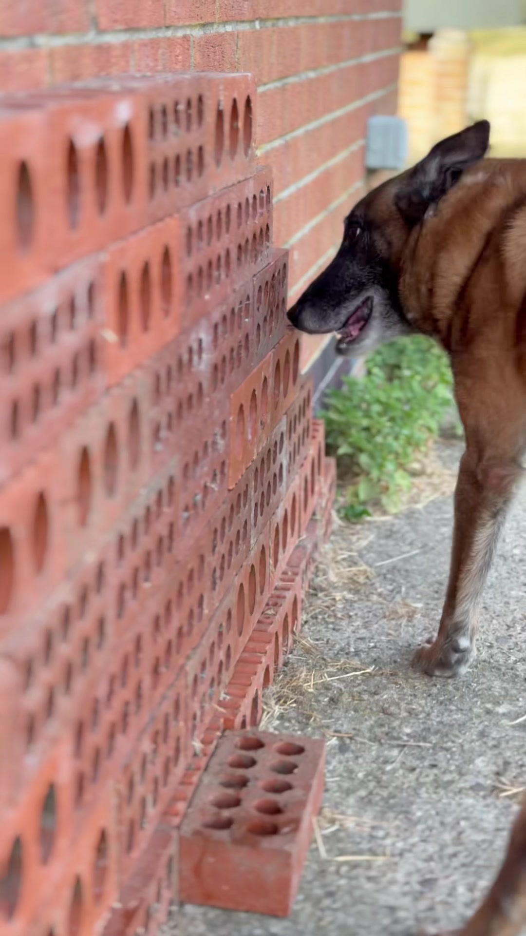 @Alexandra Butler-Enigma Canine