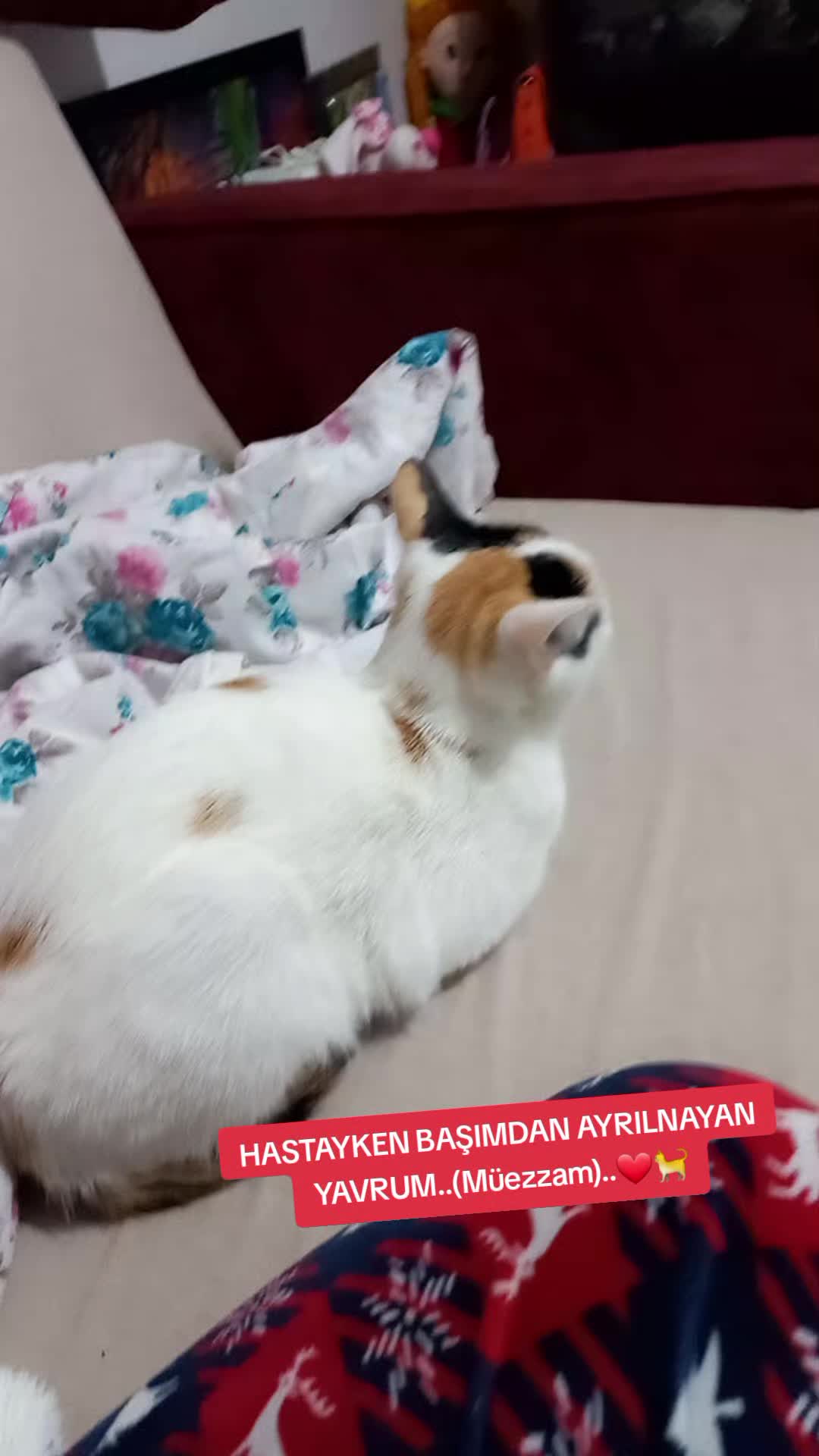 @&Ccedil;&ouml;p&ccedil;&uuml;lerKrali&ccedil;esi.52..Yedek.💔