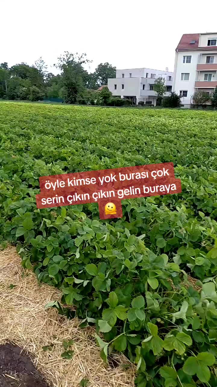 @0660575445773344234