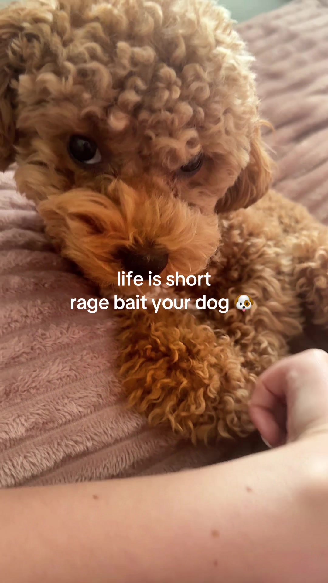 @Malibu Maltipoo 🎀