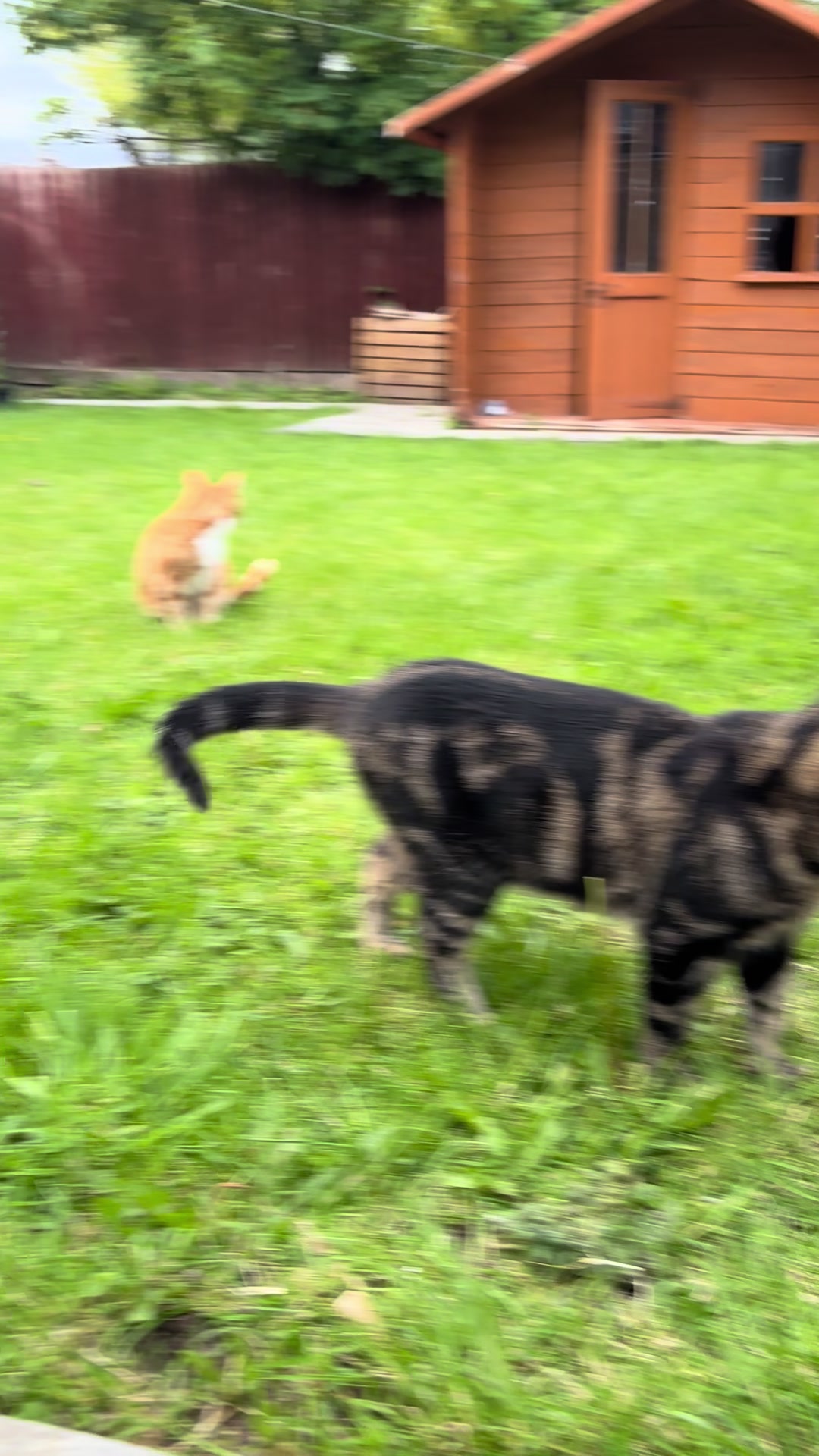 @Freddie the orange cat