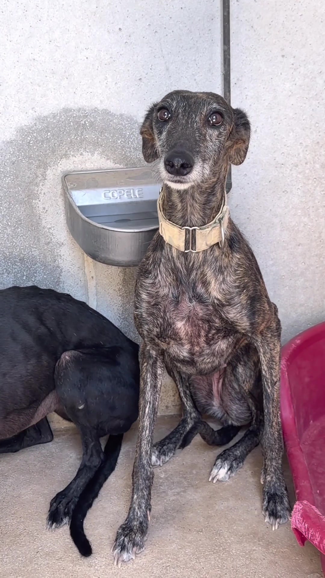 @Galgos del Sol