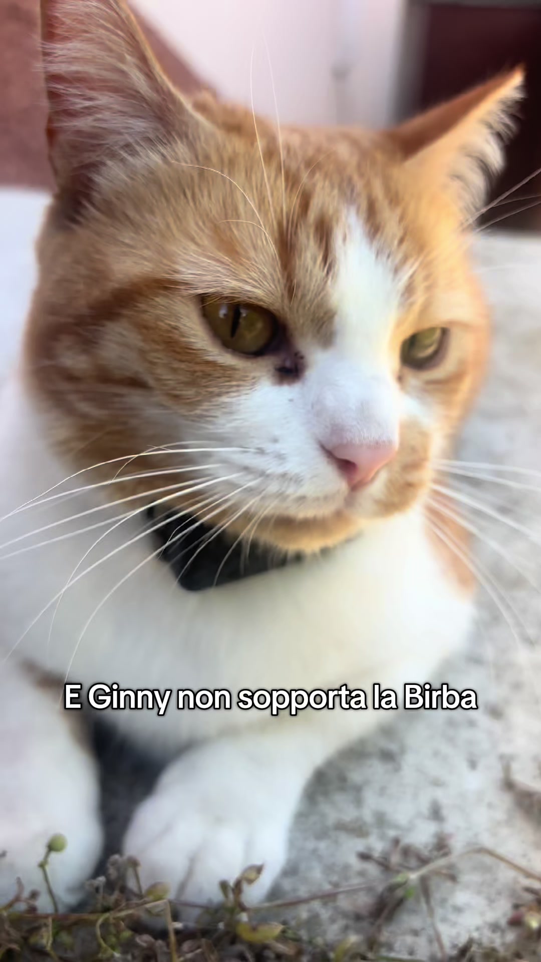 @Family_pelosa🐱🐰🐶🐮