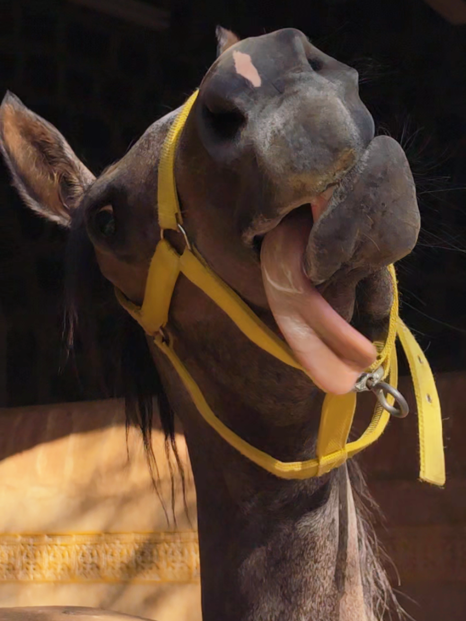 @funny:)animalsbytwins