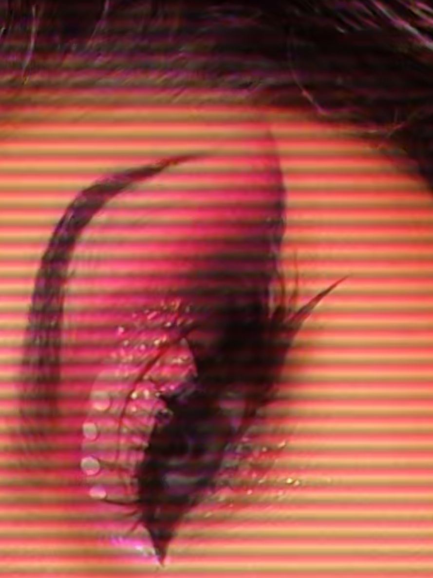 @🥀🕸🕷RoseBudinBlack🕷🕸🥀