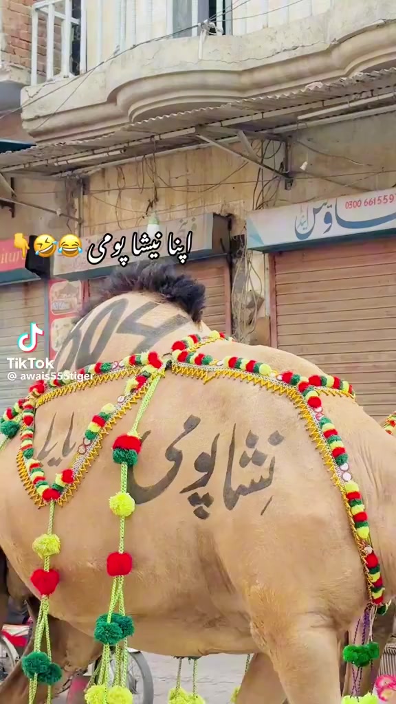 @چوہدری حاجی اسد 👑