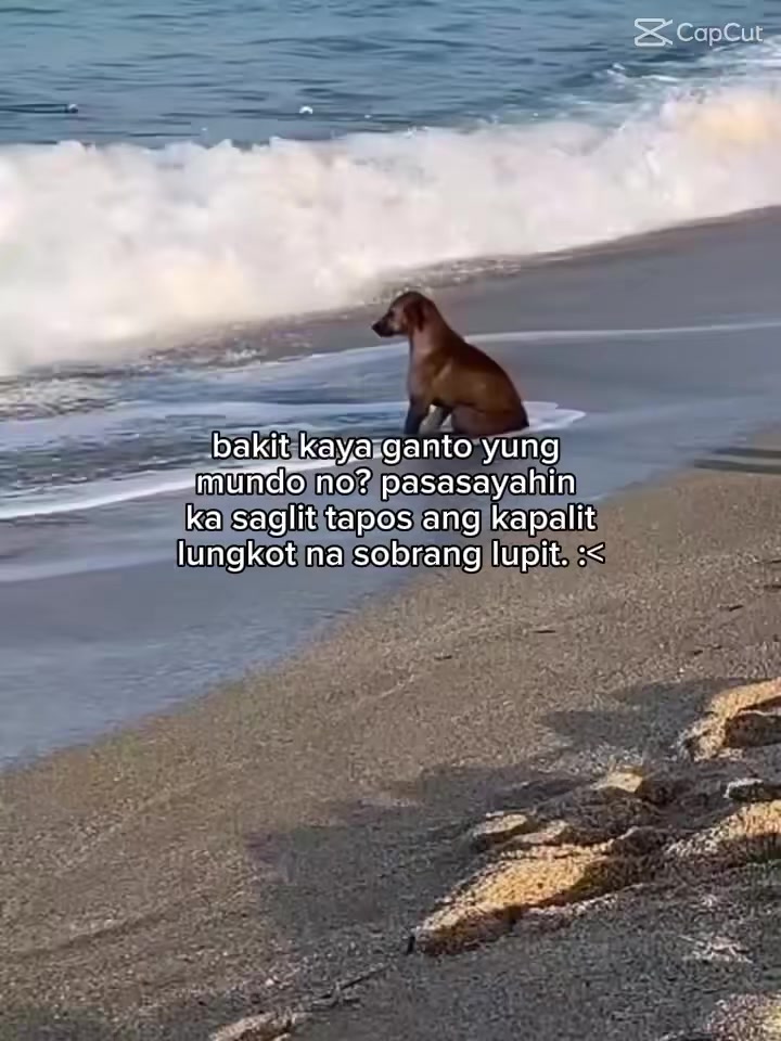 @good boy