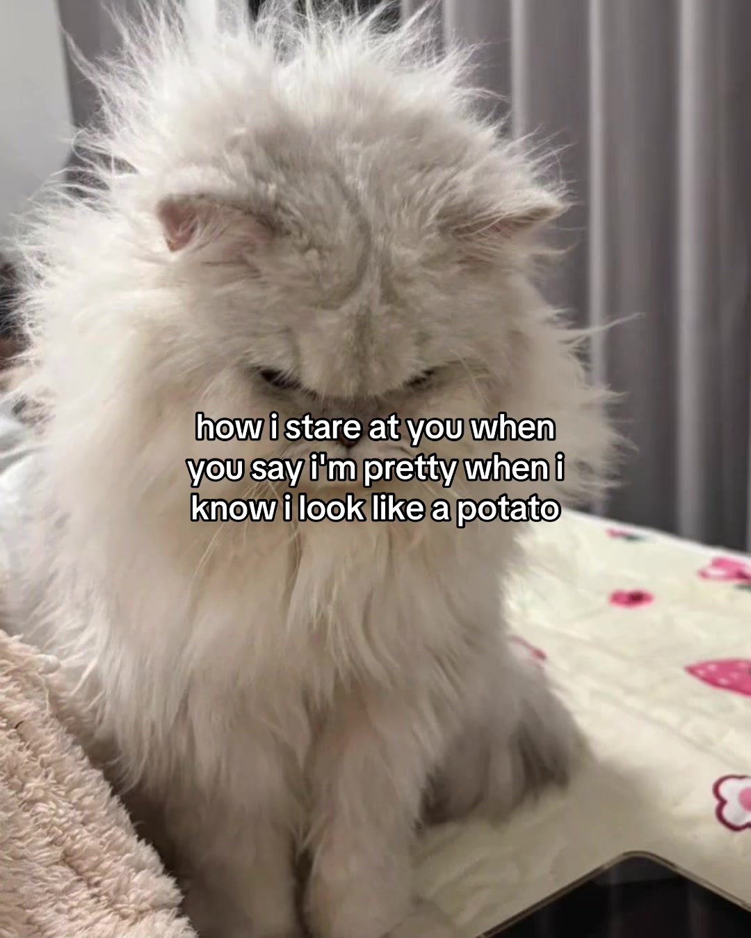@Alice.cattok