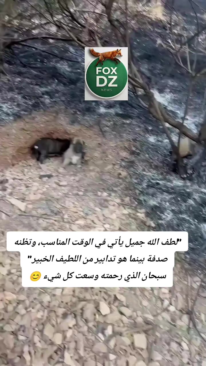 @🇩🇿FOX🦊 DZ🇩🇿