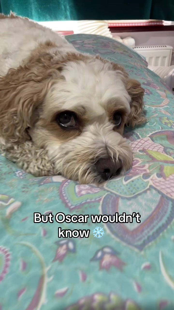 @My Cavachon