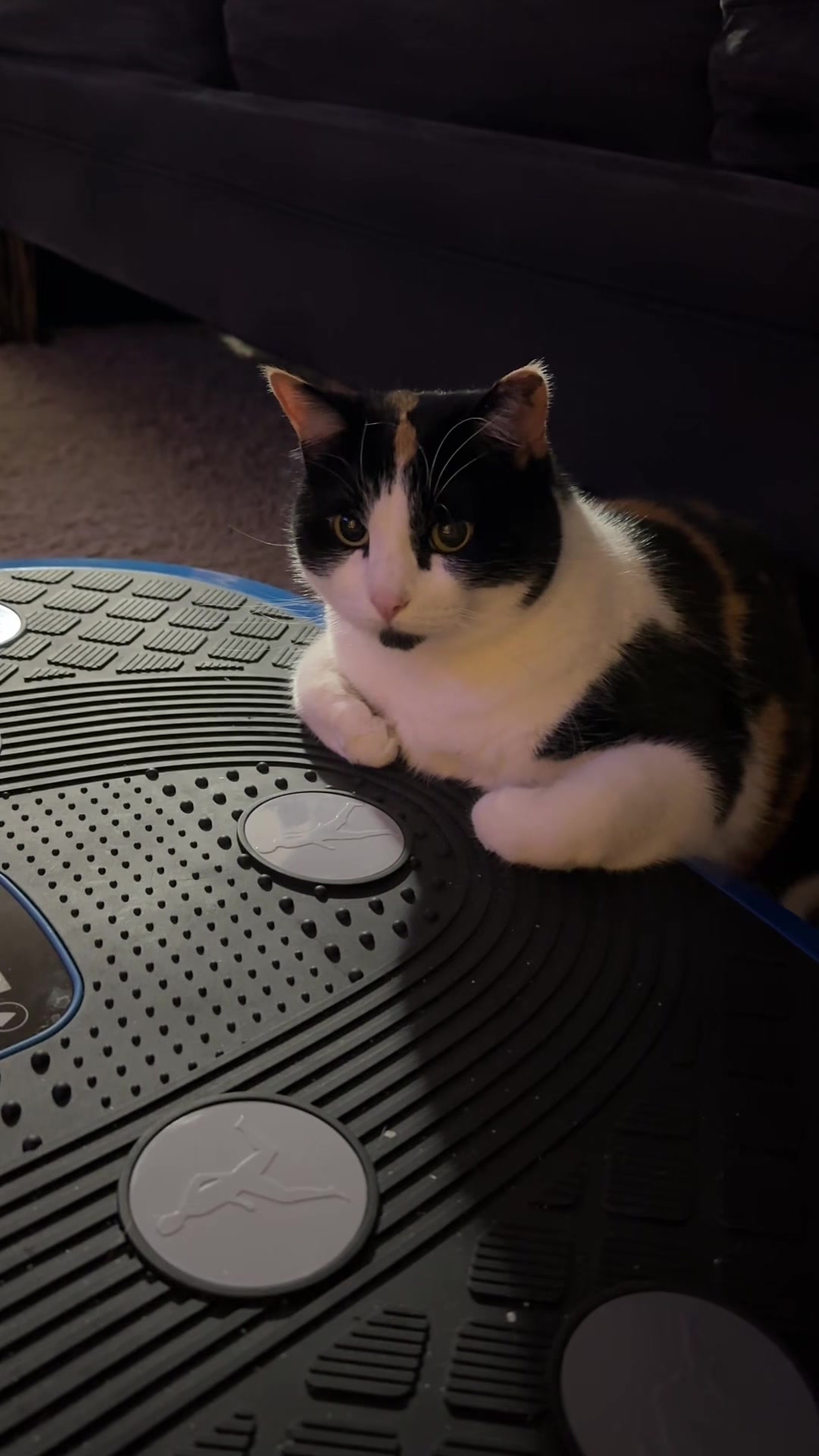 @Catmomming