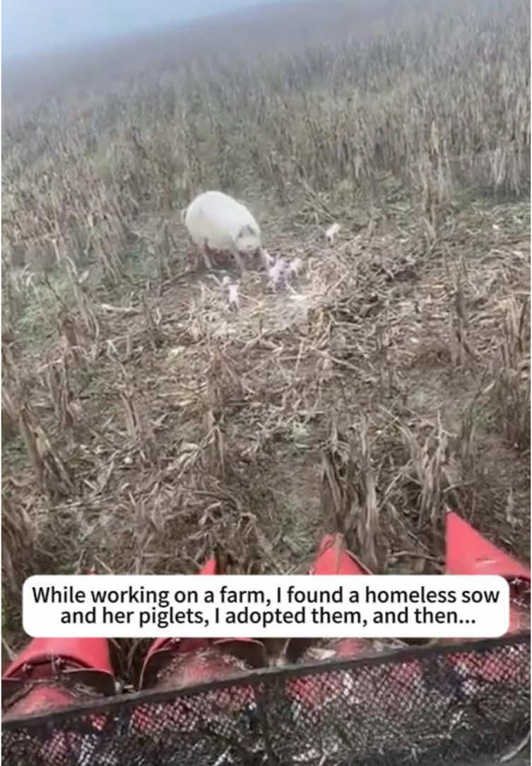 @rescuespet12