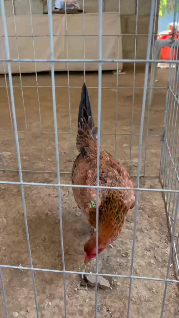 @jbt888 gamefowl