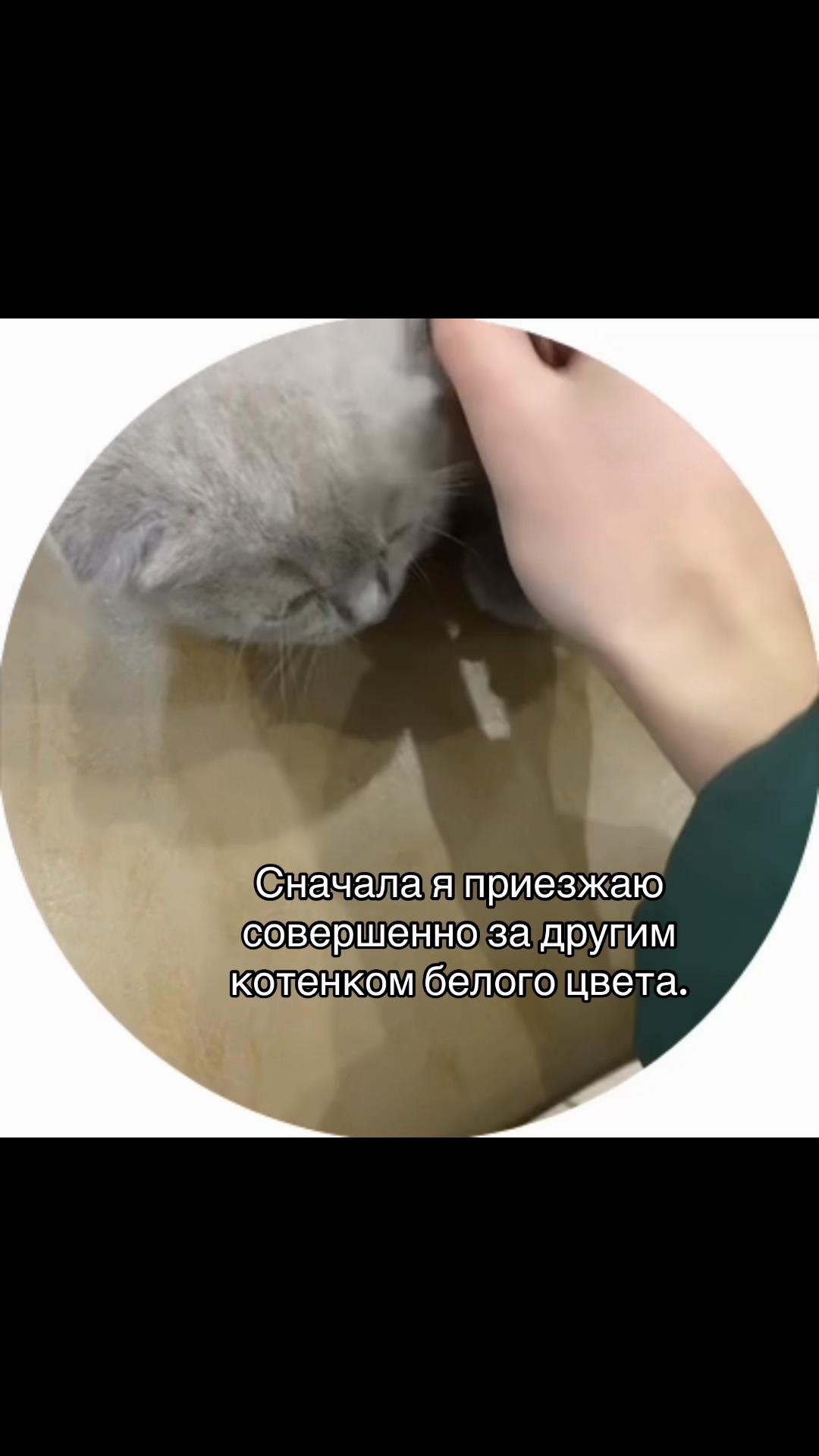 @˚✧⋆ tgk: bogyasha 🩷 𖦹˚