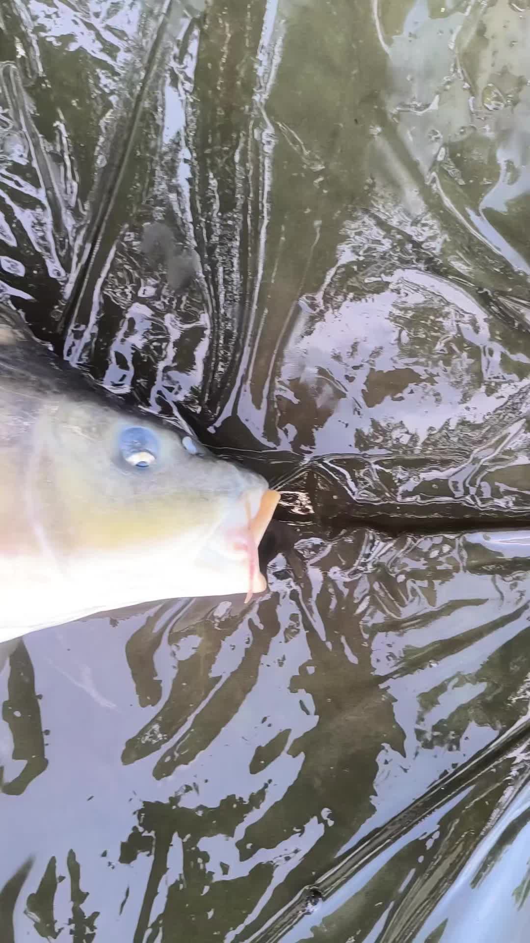 @Jocarpfishing