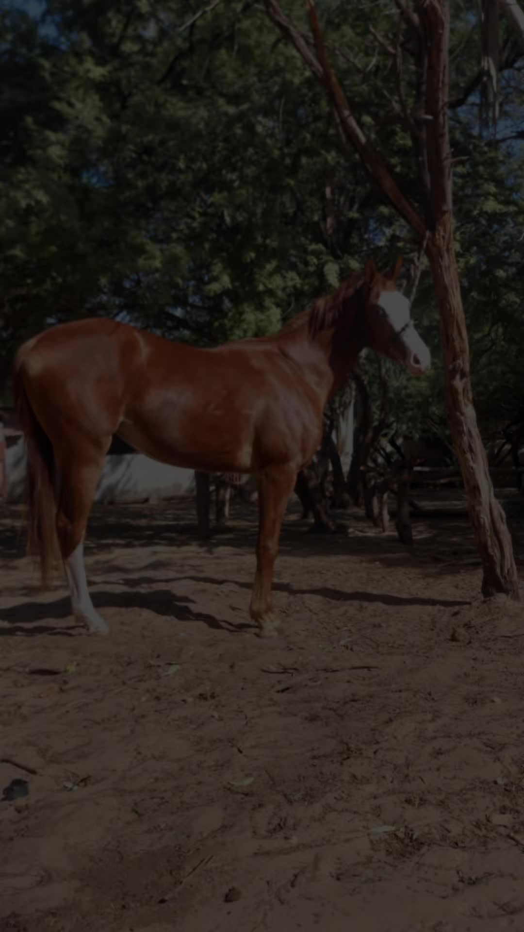 @Metzo🐎 bou tawfekh⚔️