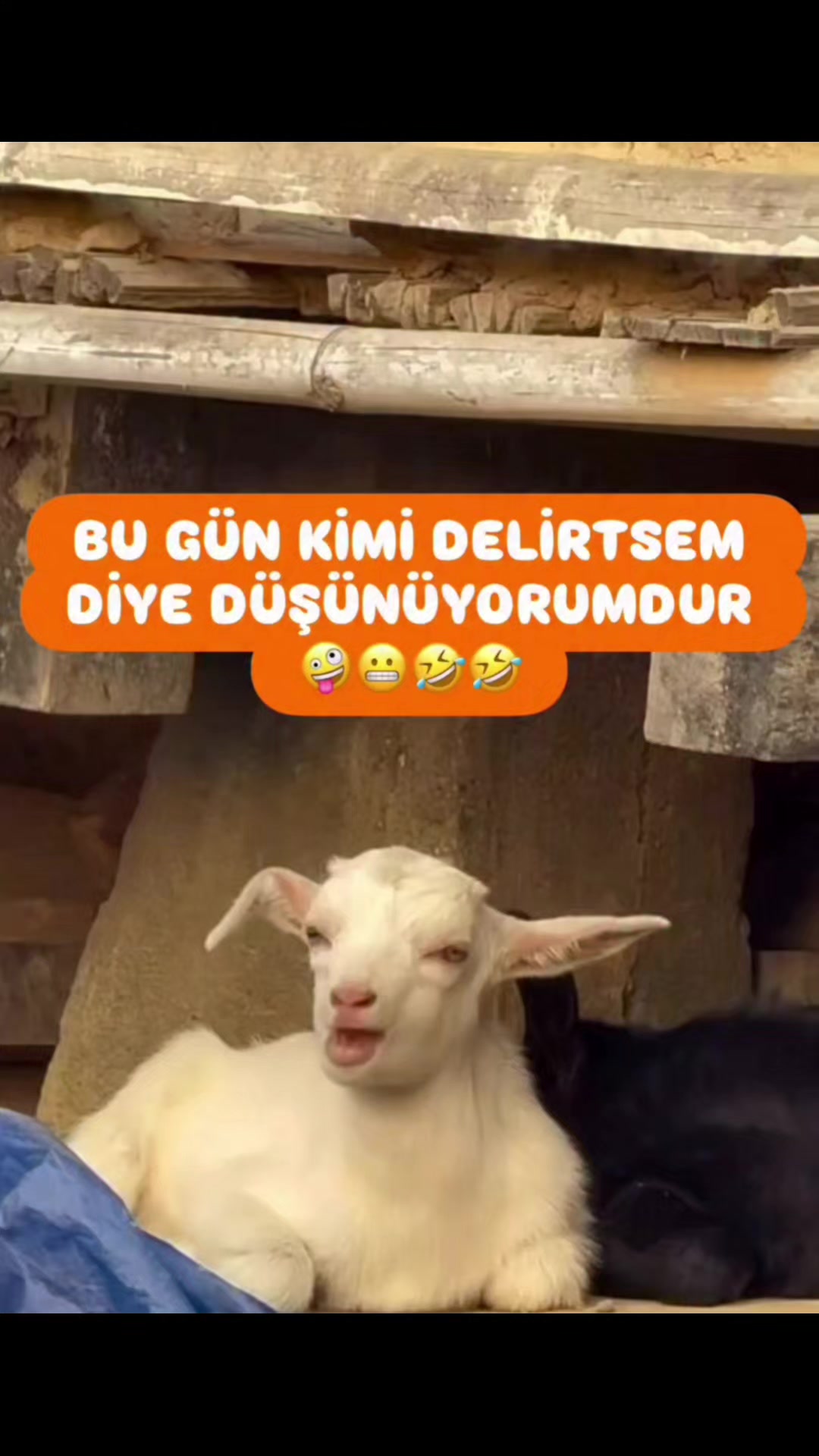 @Mehmet tc